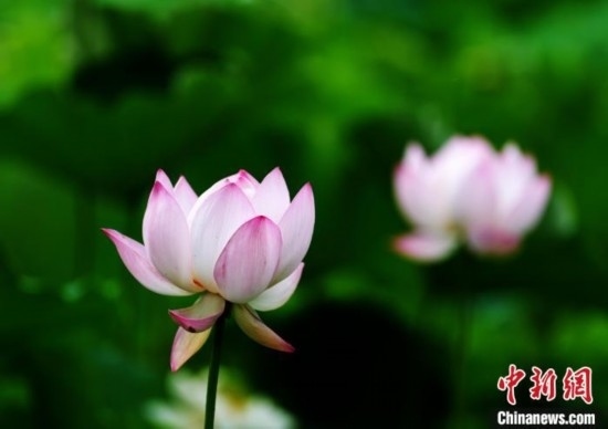 6月19日，時值一年畢業(yè)季，四川大學(xué)望江校區(qū)荷花池里的荷花盛開，成為了畢業(yè)生們的打卡圣地，吸引了眾多畢業(yè)生拍照留念。圖為盛開的荷花。中新社記者 安源 攝