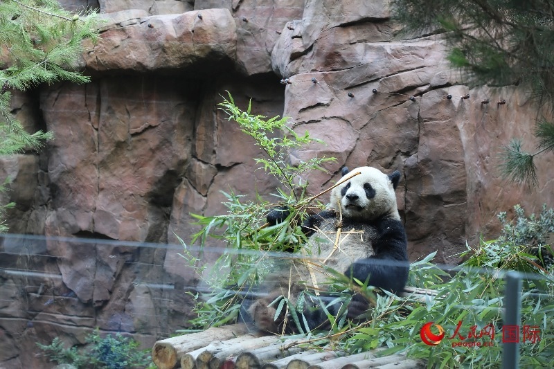 2、“云川”和“鑫寶”落戶圣迭戈動(dòng)物園，開(kāi)啟了新一輪中美大熊貓保護(hù)合作。 人民網(wǎng)記者 李志偉攝 (1)