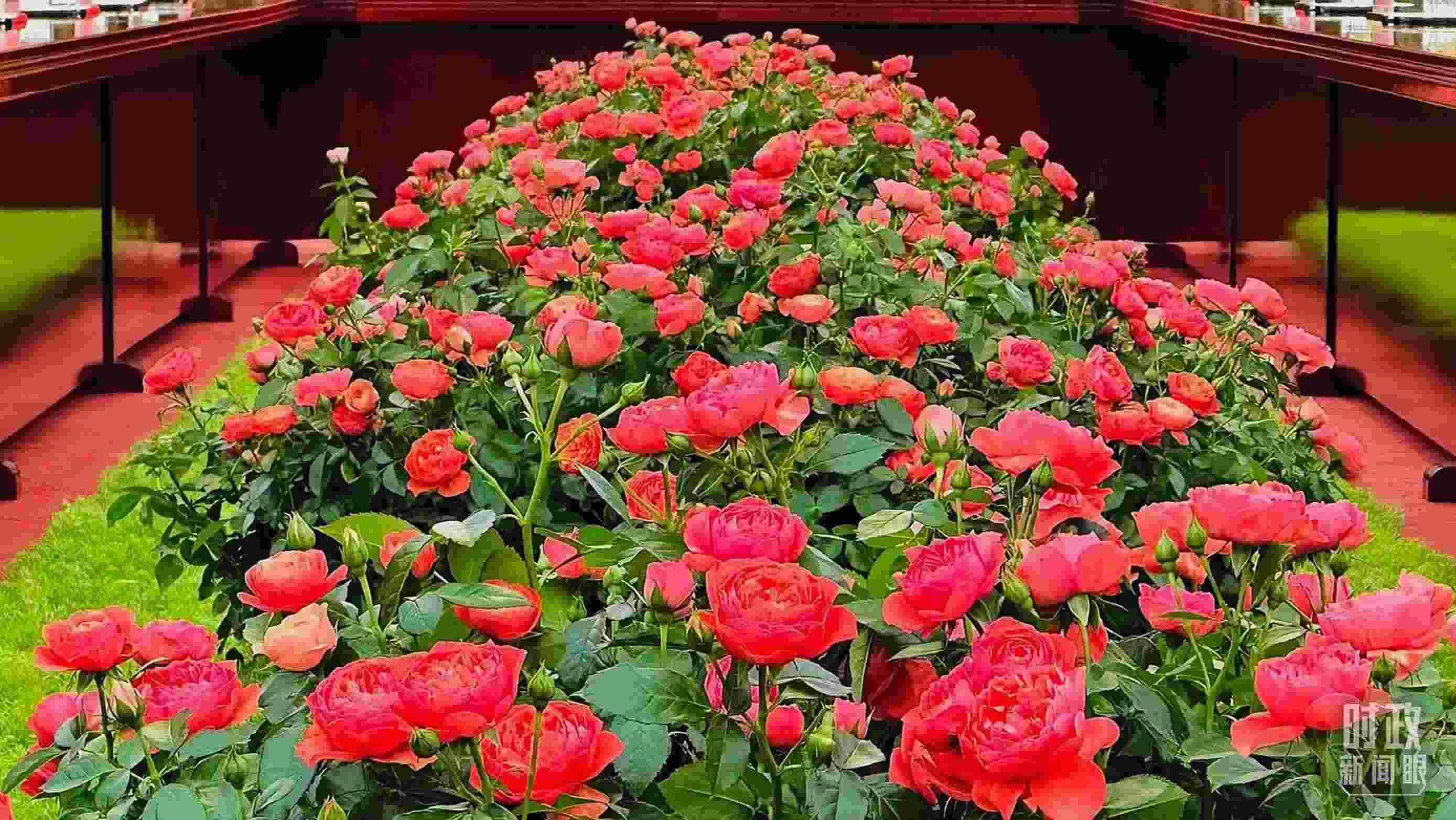 東大廳會談桌中間擺放的紅果汁月季，象征著蓬勃與堅韌。（總臺央視記者范一鳴拍攝）