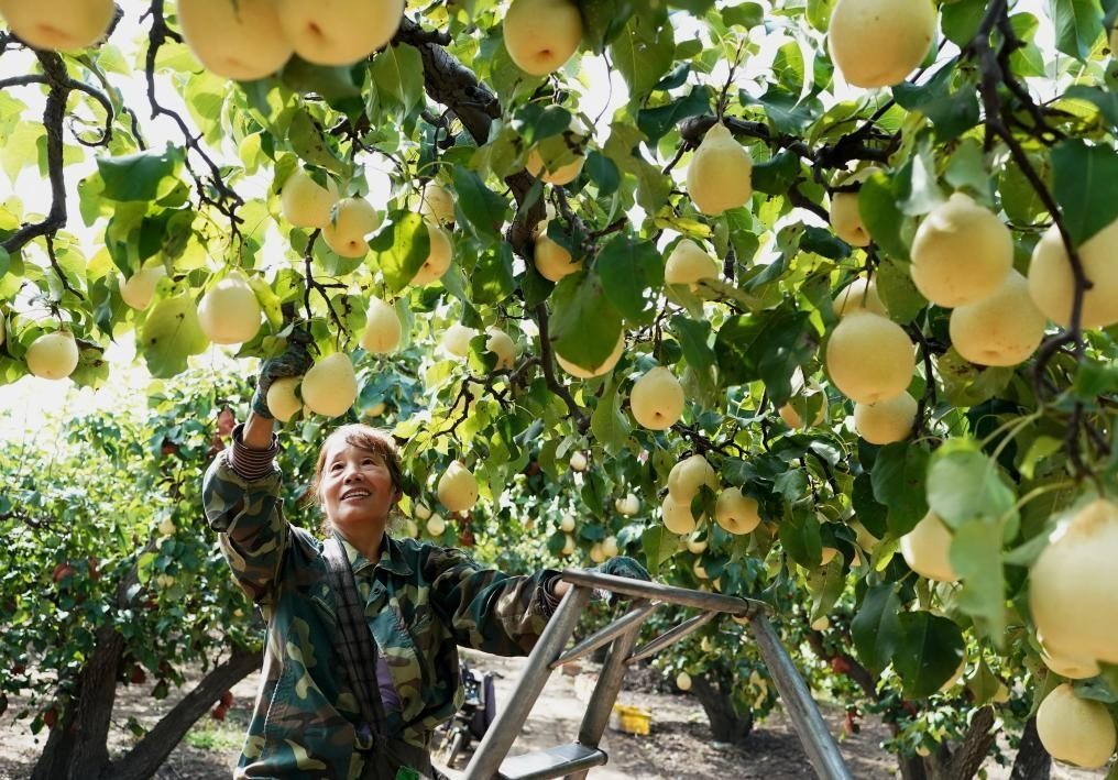9月13日，河北省晉州市的農(nóng)民在果園采摘鴨梨。新華社記者楊世堯 攝
