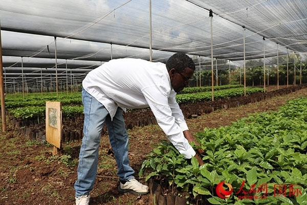 農(nóng)場協(xié)調(diào)員艾哈邁德·耶曼正在檢查咖啡幼苗。人民網(wǎng)記者 沈小曉攝