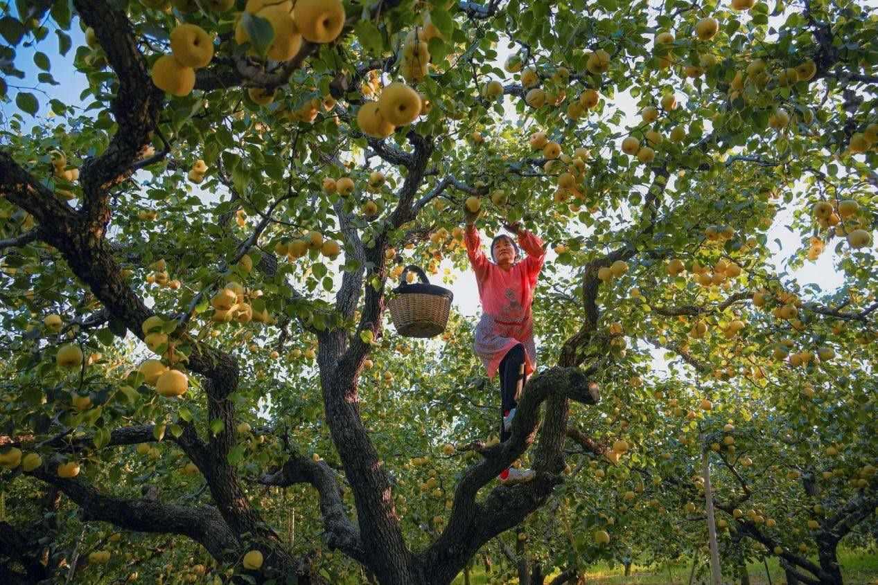 2024年10月4日，安徽省宿州市碭山縣程莊鎮(zhèn)衡樓村百年老梨園里，梨農(nóng)在忙著采摘酥梨。來(lái)源:人民圖片