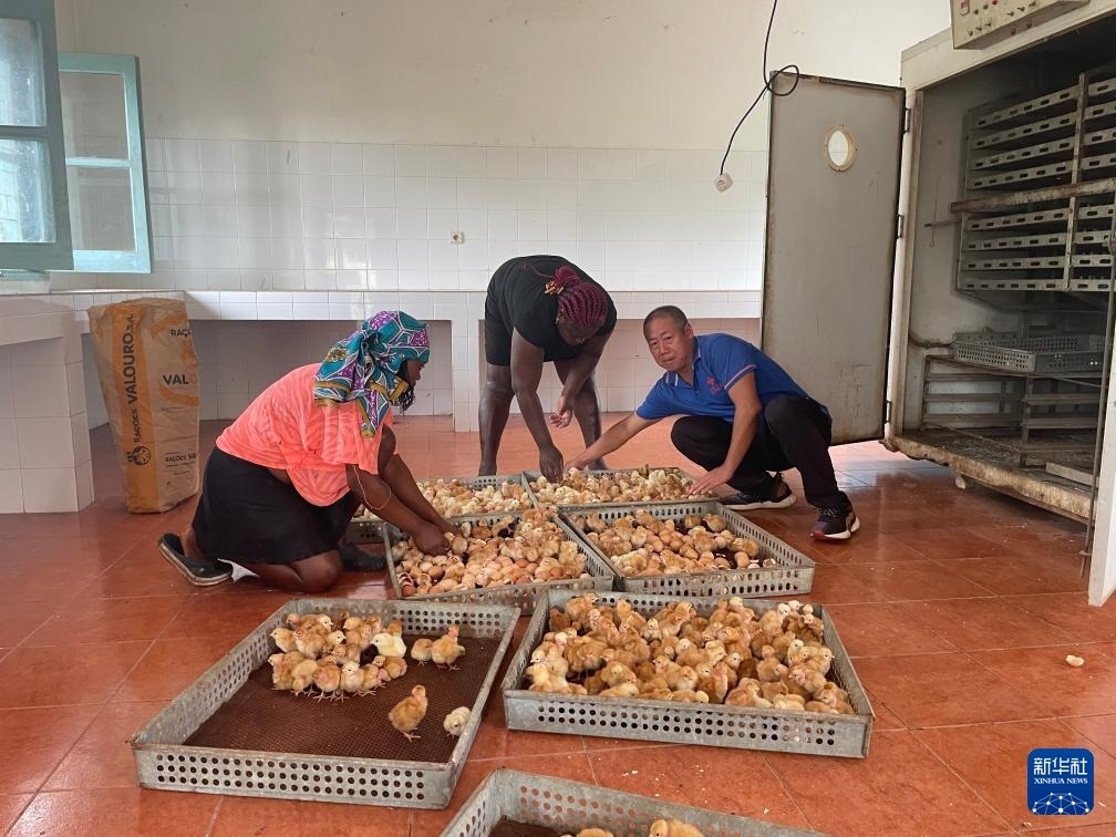 中國援圣普農(nóng)牧業(yè)技術(shù)項(xiàng)目組專家在圣多美和普林西比家禽繁育中心指導(dǎo)雛雞人工孵化技術(shù)（2024年10月8日攝）。新華社發(fā)（中國援圣普農(nóng)技組供圖）