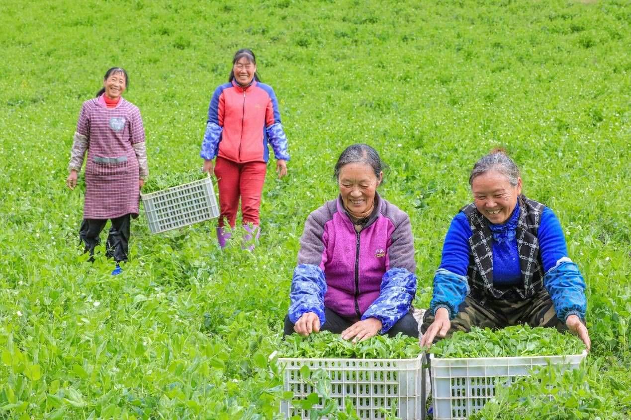 在四川省阿壩藏族羌族自治州馬爾康市馬爾康鎮(zhèn)納足村，當(dāng)季蔬菜喜獲豐收，群眾正在忙著采收、裝箱供應(yīng)市場(chǎng)。來源：人民圖片