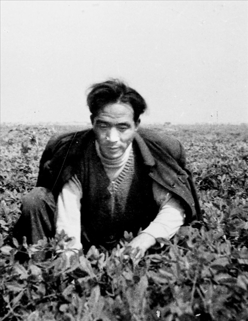 在蘭考期間，焦裕祿在田間勞動的情景。