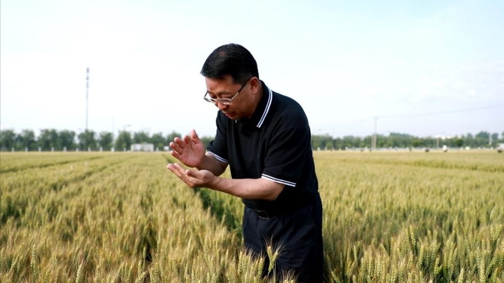 張福鎖在曲周查看小麥長(zhǎng)勢(shì)。受訪者供圖