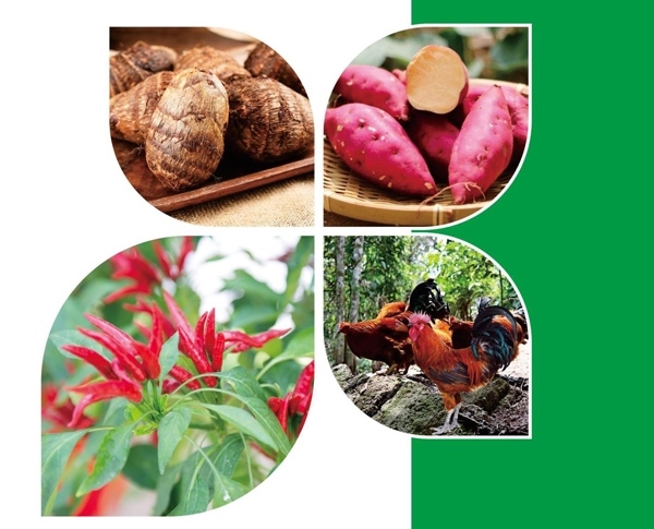 天等縣名特優(yōu)農(nóng)產(chǎn)品。主辦方供圖