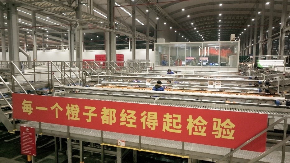 工人在智能生產(chǎn)線上對臍橙精深加工。人民網(wǎng)記者 張力洋攝