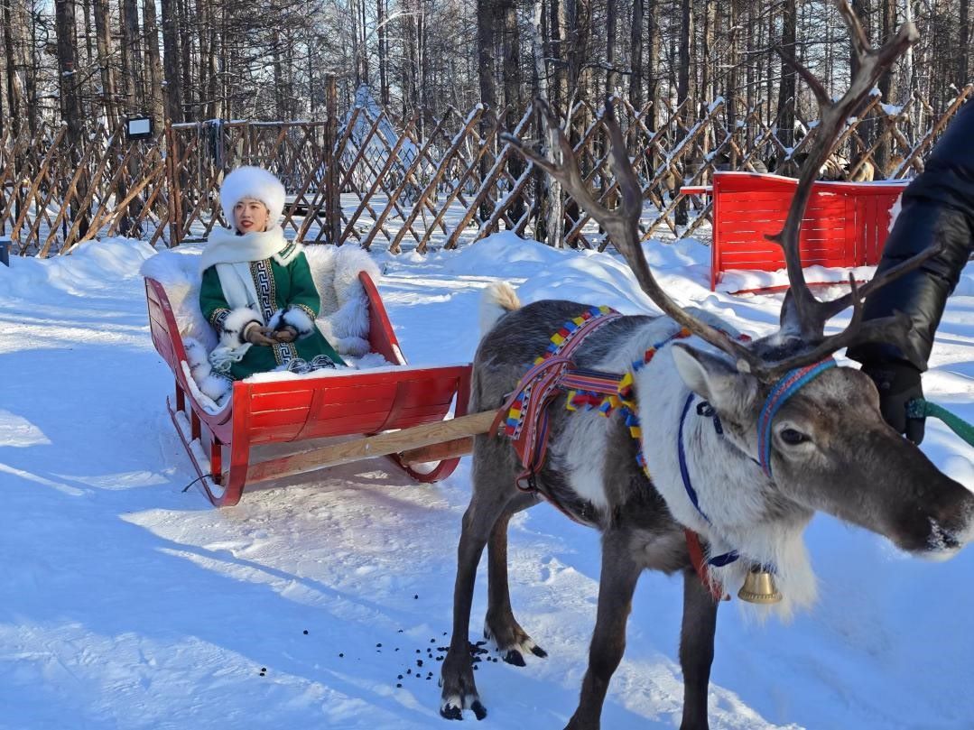 游客體驗馴鹿拉雪橇。人民網(wǎng)記者 苗陽攝