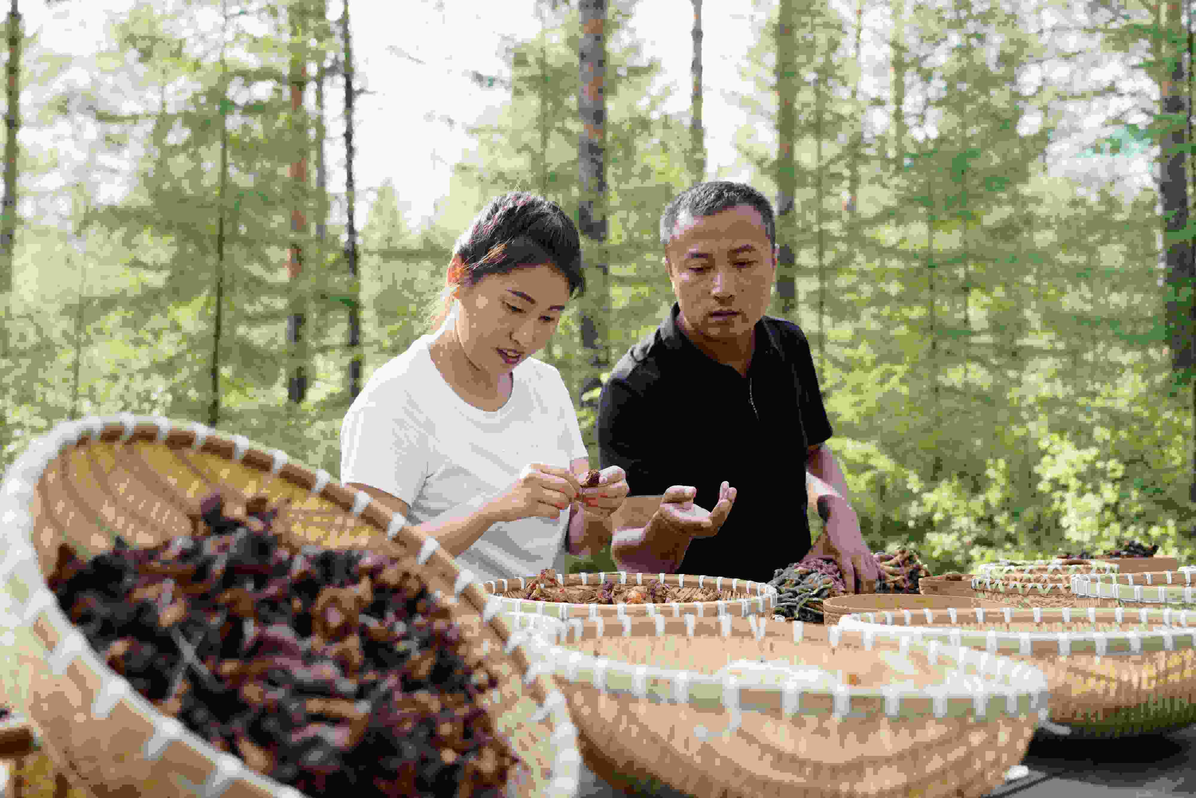 2024年8月6日，黑龍江漠河林場員工正在分揀采集來的林下產(chǎn)品。
