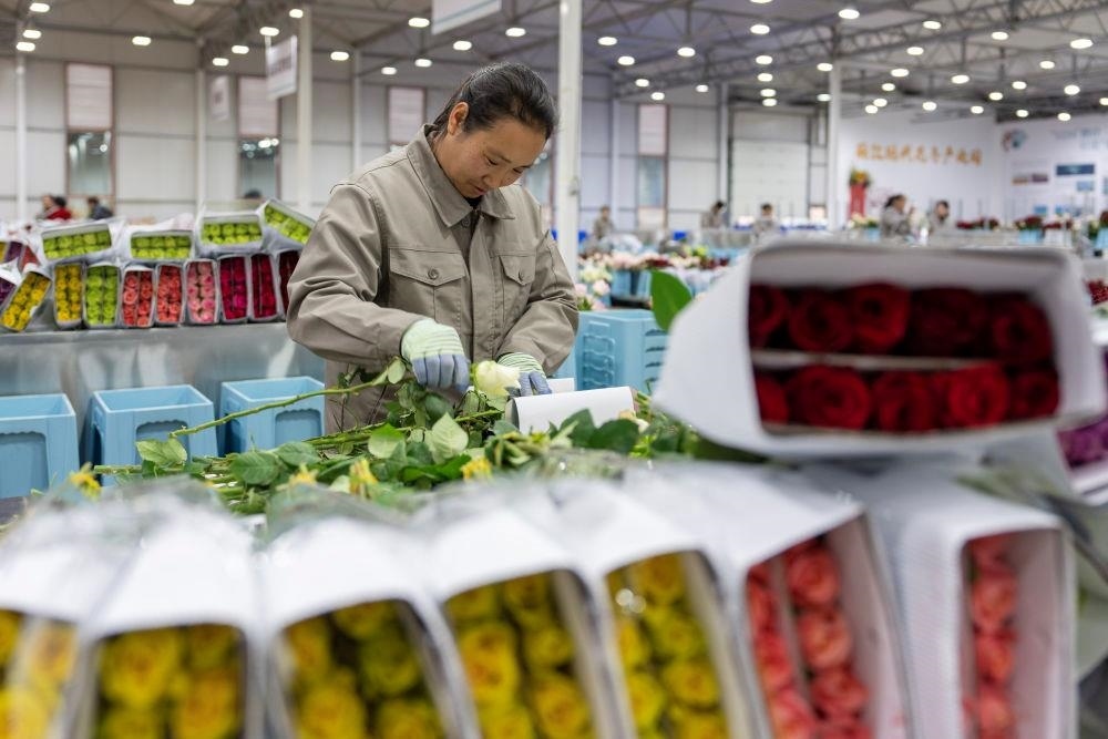 △近日，工作人員在云南麗江現(xiàn)代花卉產(chǎn)業(yè)園包裝鮮花。