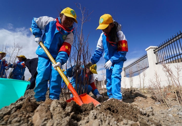 2025年4月25日，西藏那曲市小學(xué)生在植樹。新華社記者 晉美多吉 攝